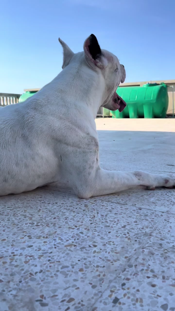 @DOGO ARGENTINO R.A.S🇦🇷🔥