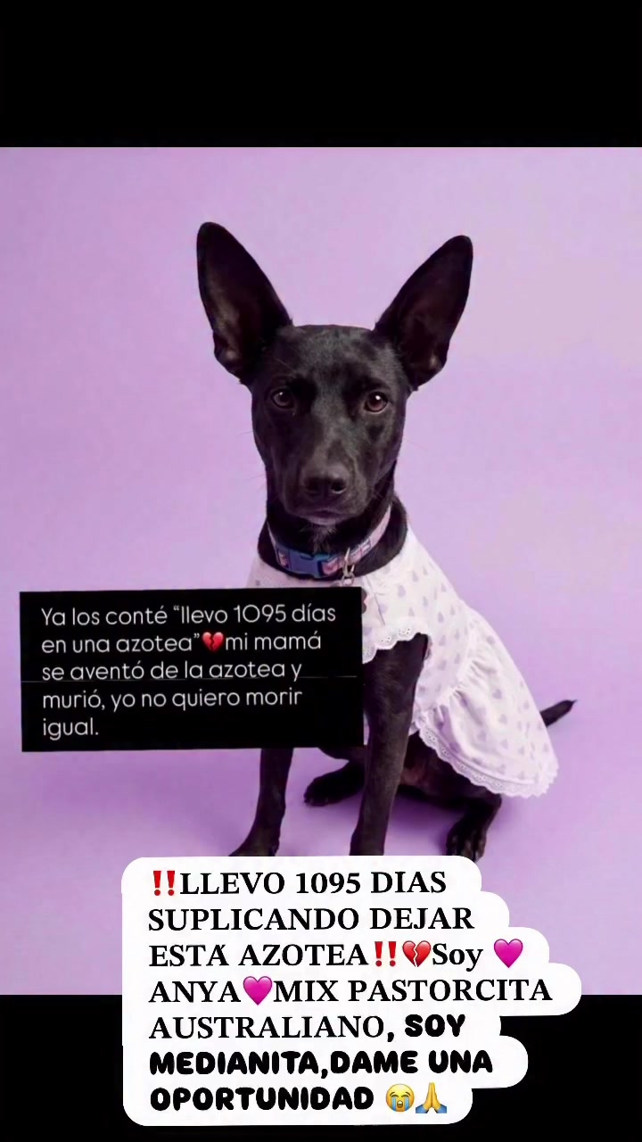 @AdoptaunAngel