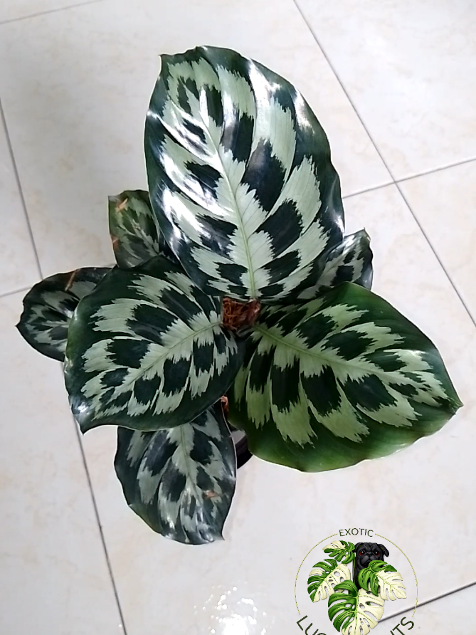 @LUCKY PLANTS