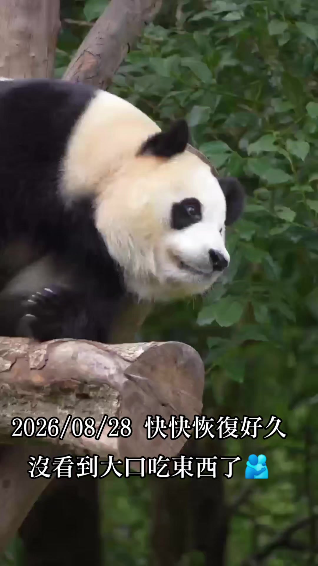 @福寶需要愛的抱抱