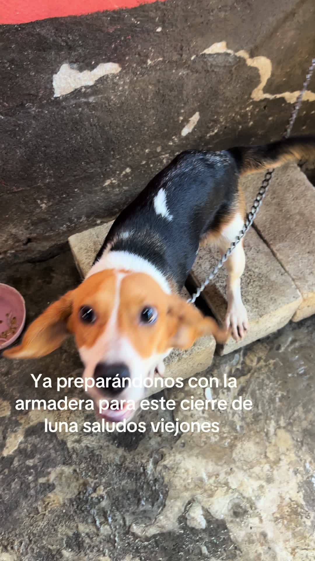 @el caza solo 🐾