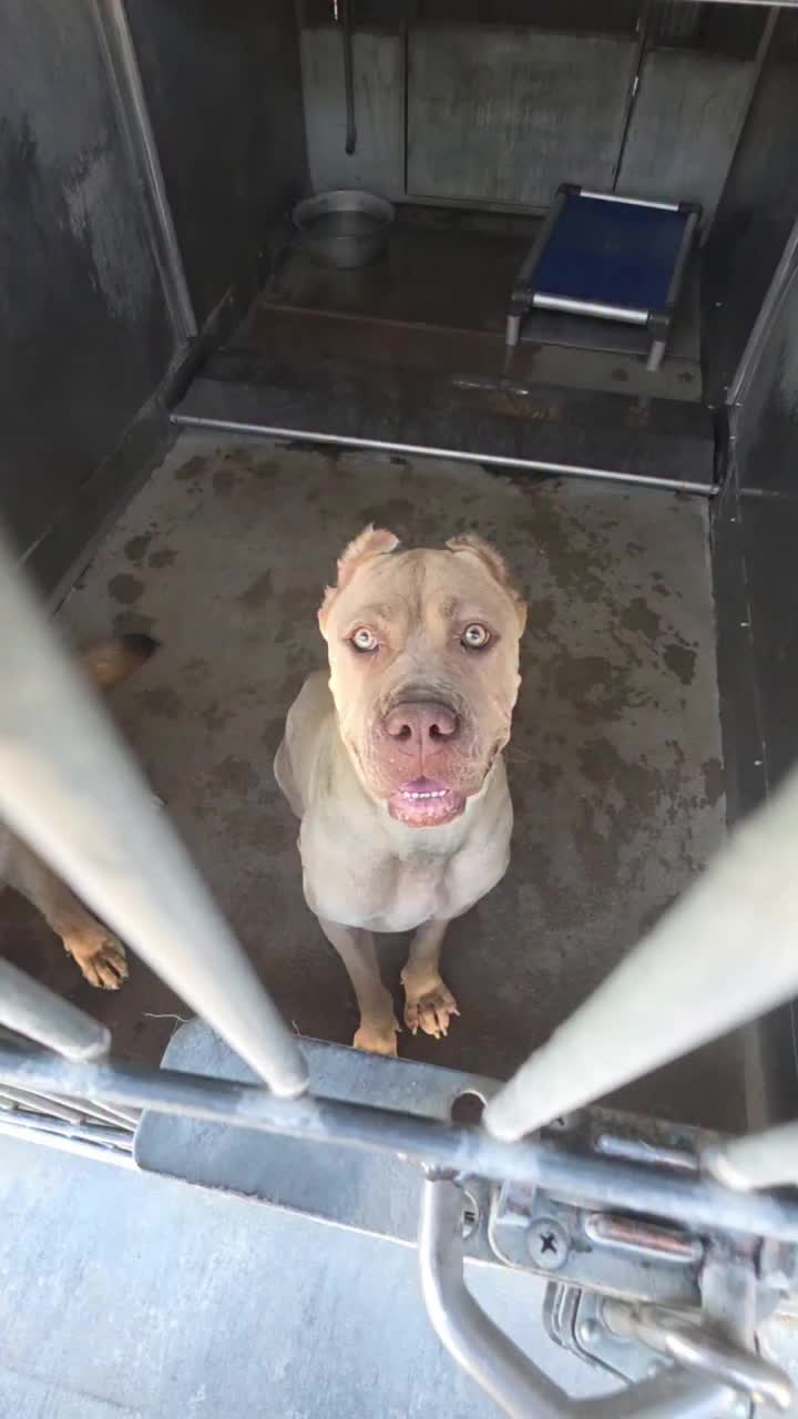 @Cane Corsos