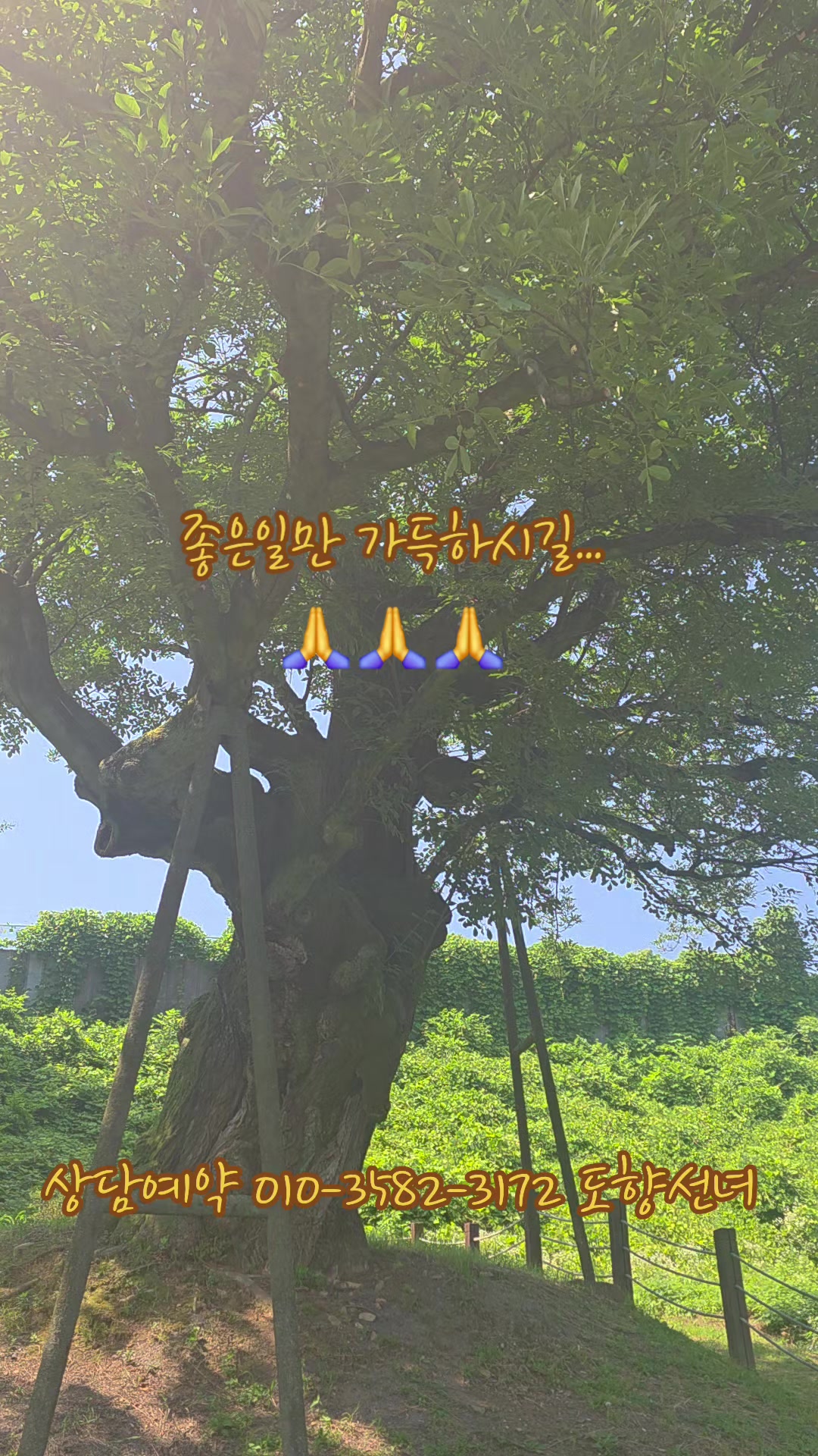 @도향선녀