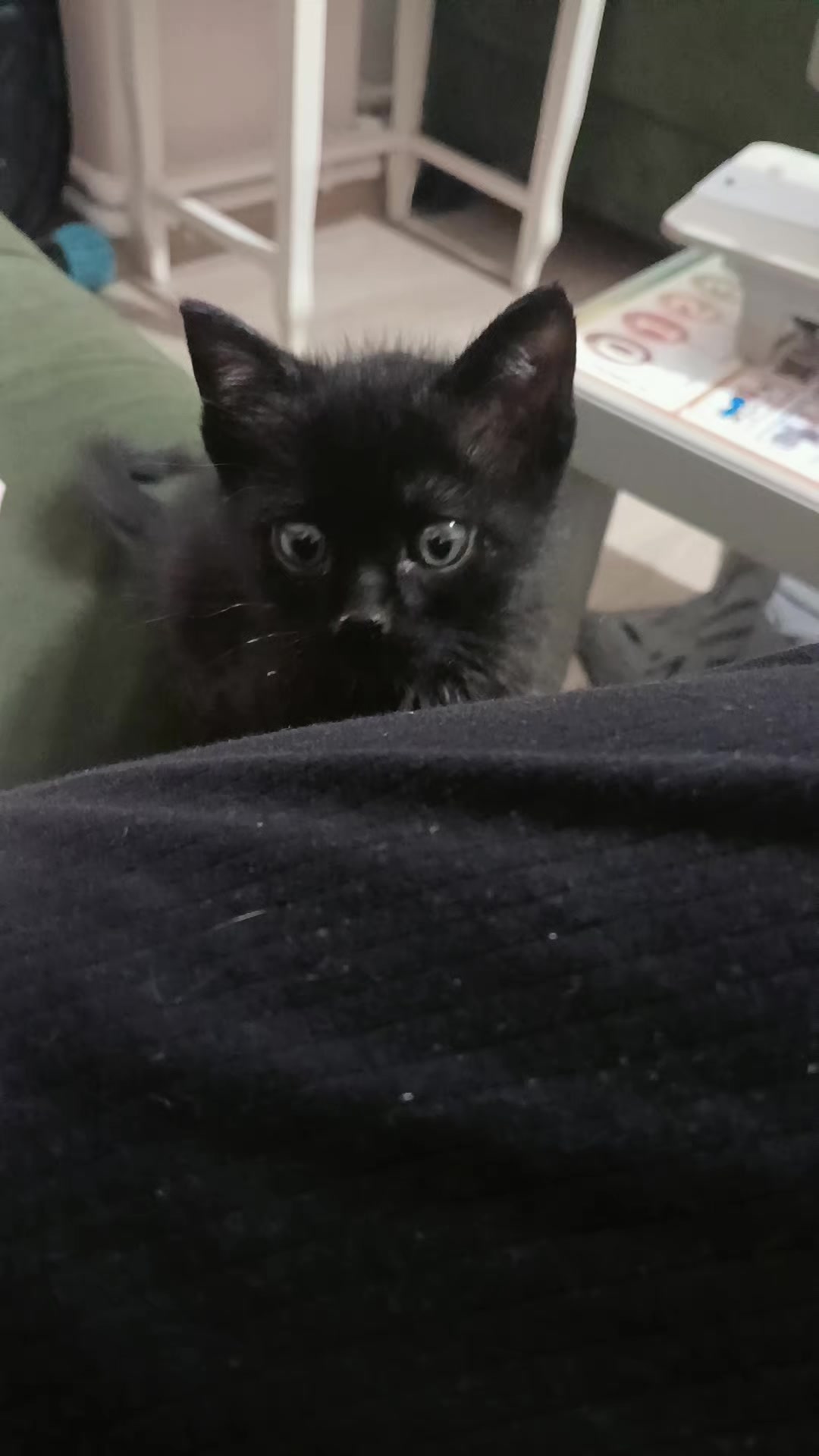 @💞S̴E̴V̴D̴A̴ ̴💞KEDİ💞