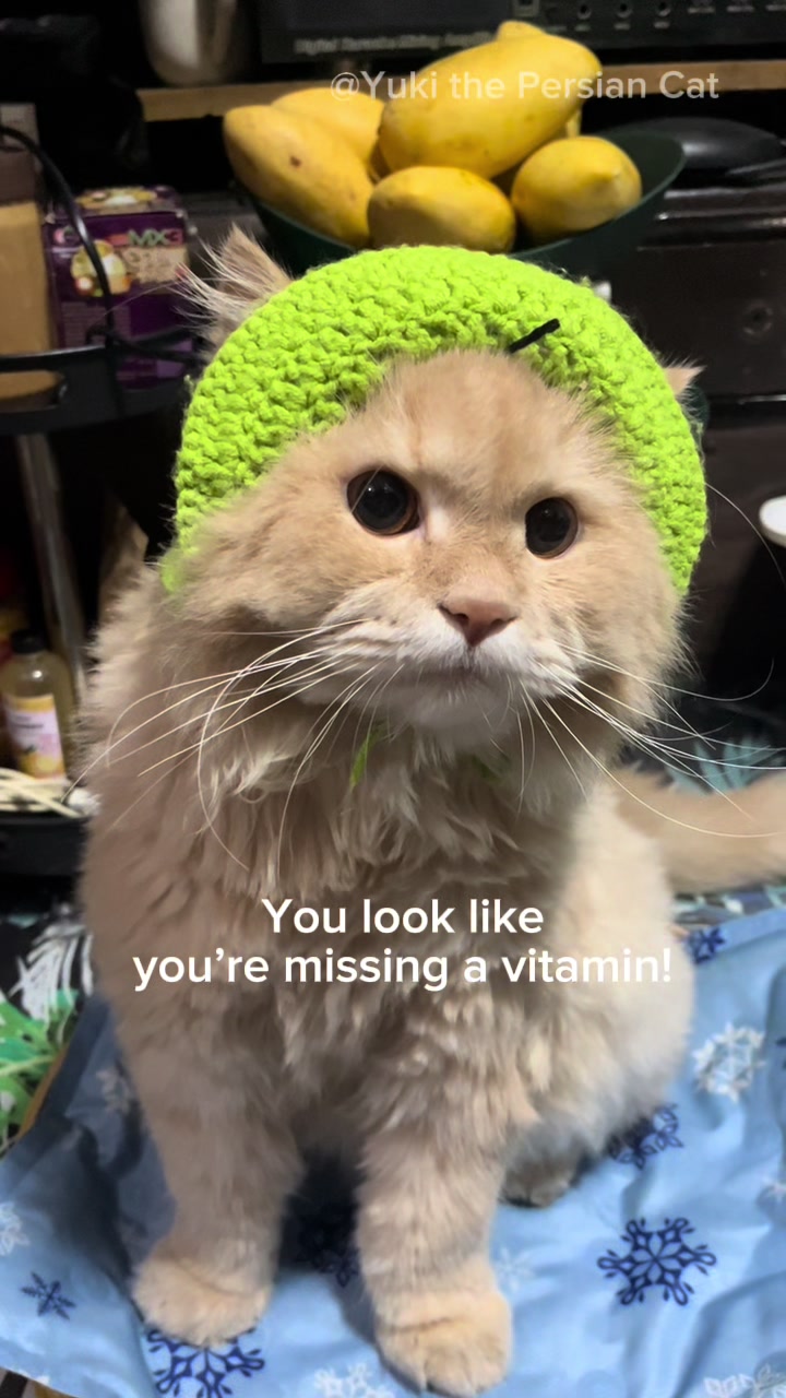 @Yuki the Persian Cat