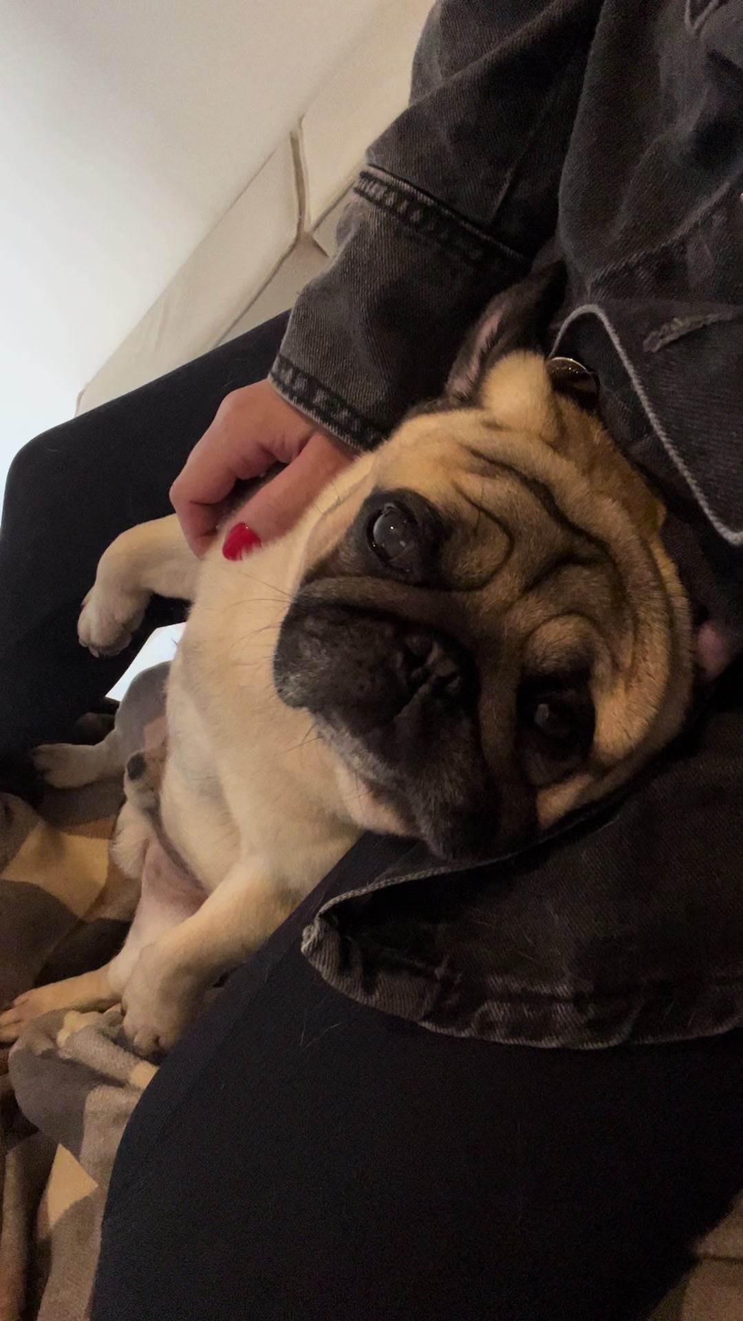 @pugSofyHarry