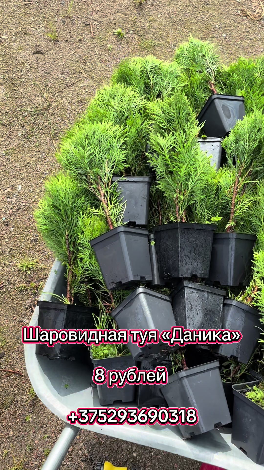 @lavender_garden_gomel