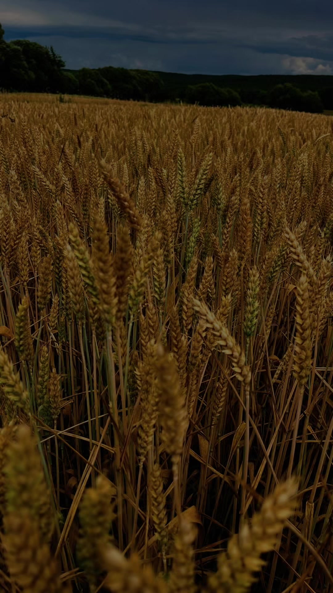 @🌾Diagri1996🌾