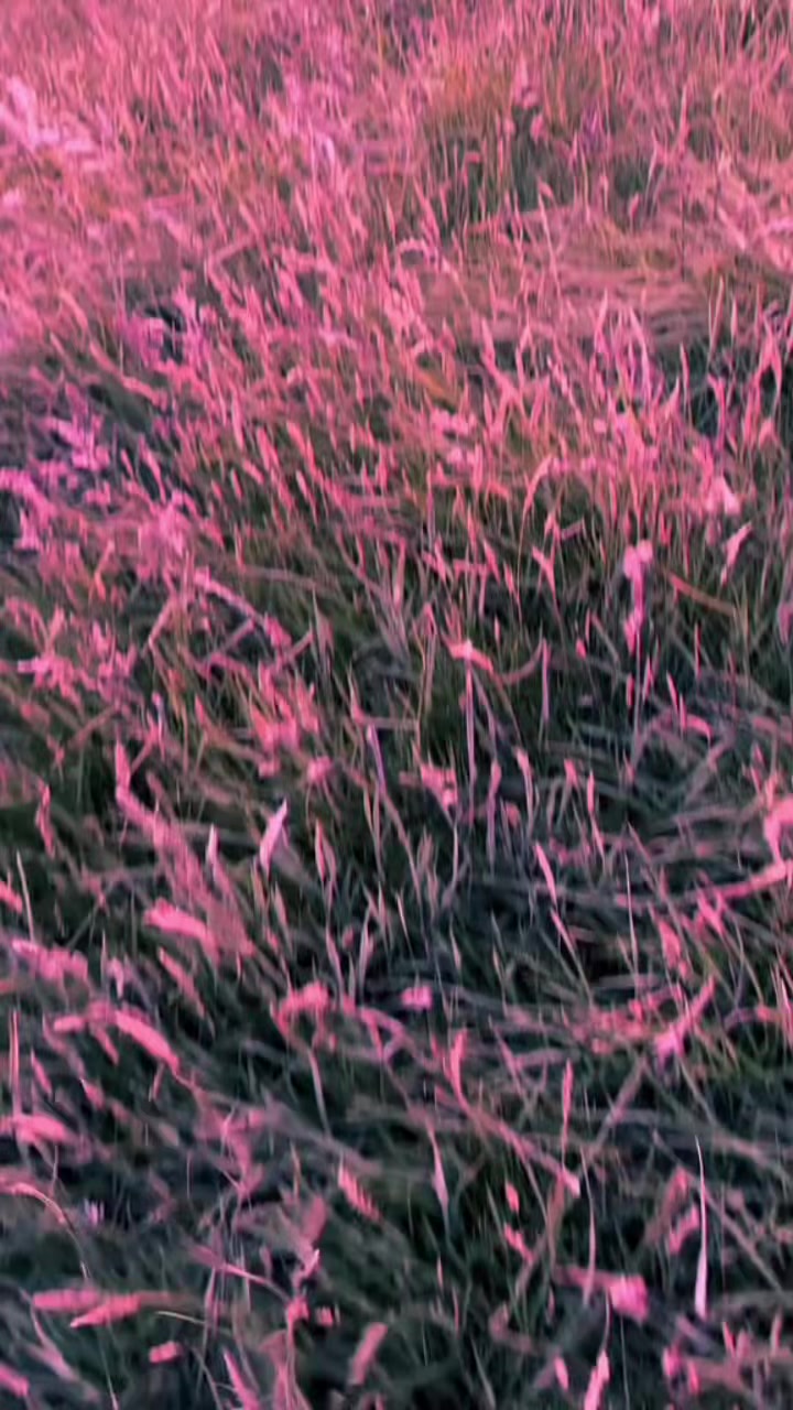 @Махмут әділхан талхат ұлы