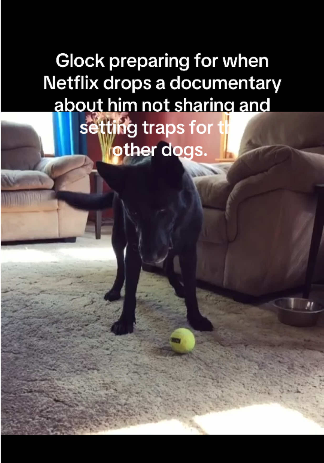 @K9 Dina