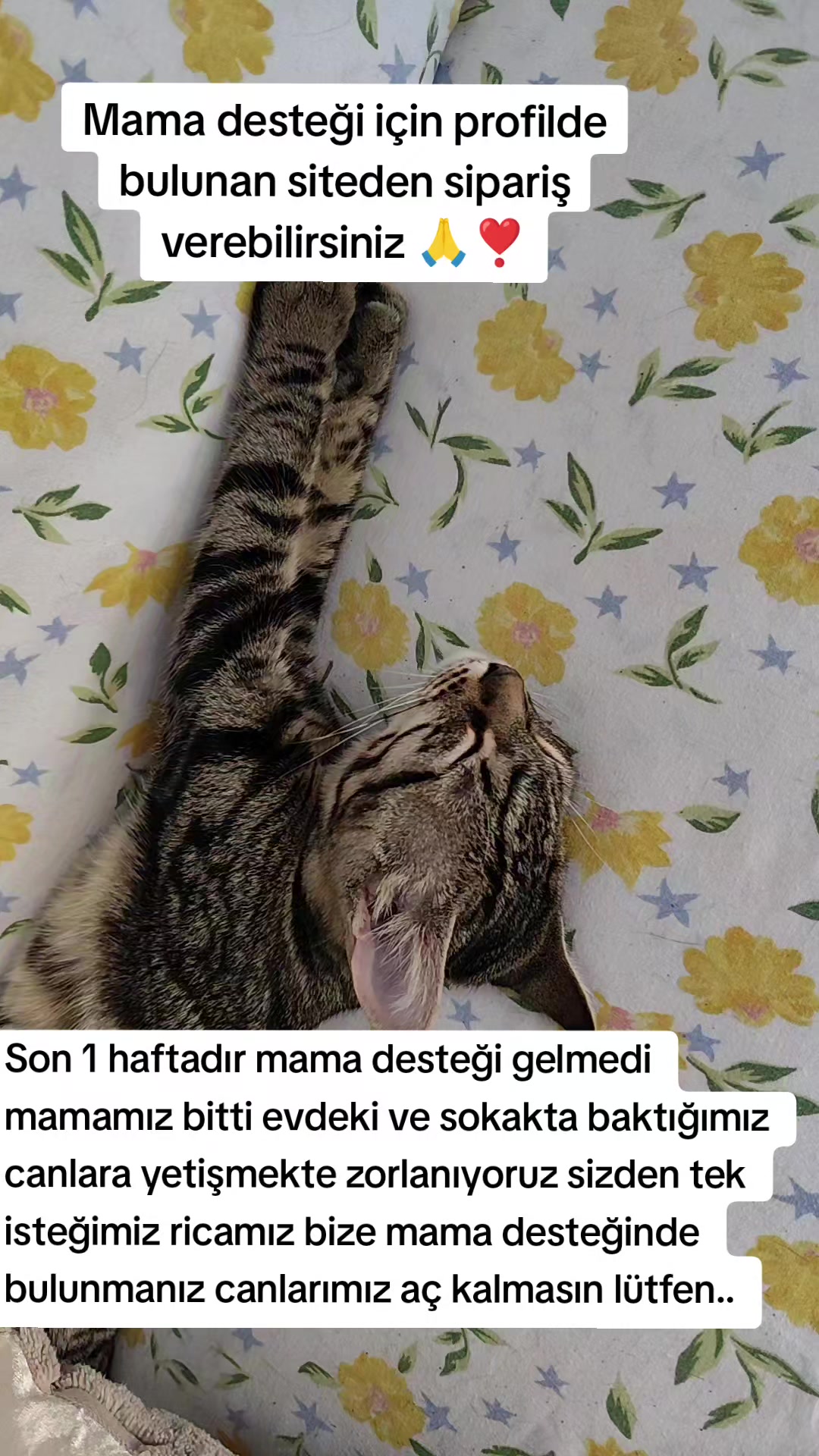 @@kedisizevolmaz