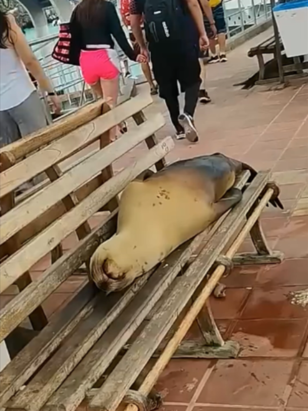 @Mundo dos Animais