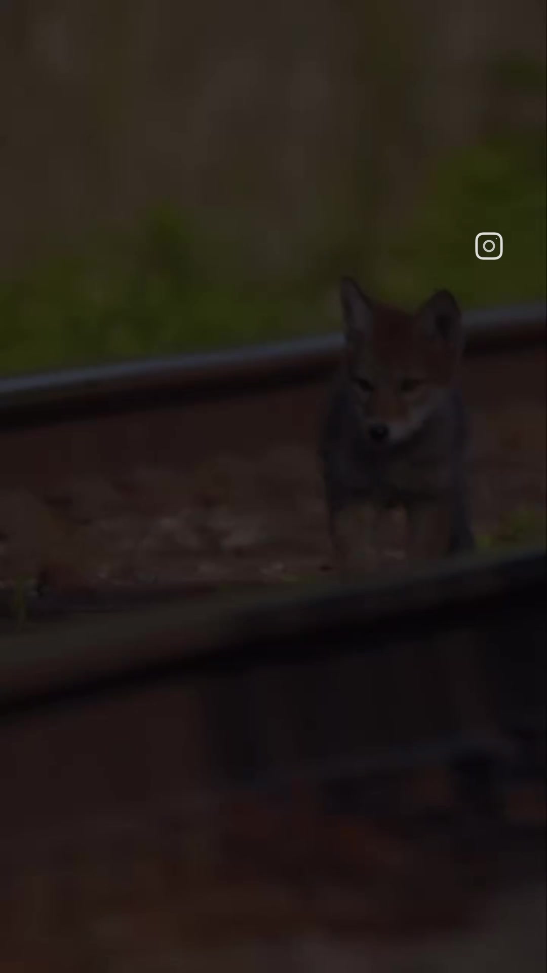 @Oldsilverfur