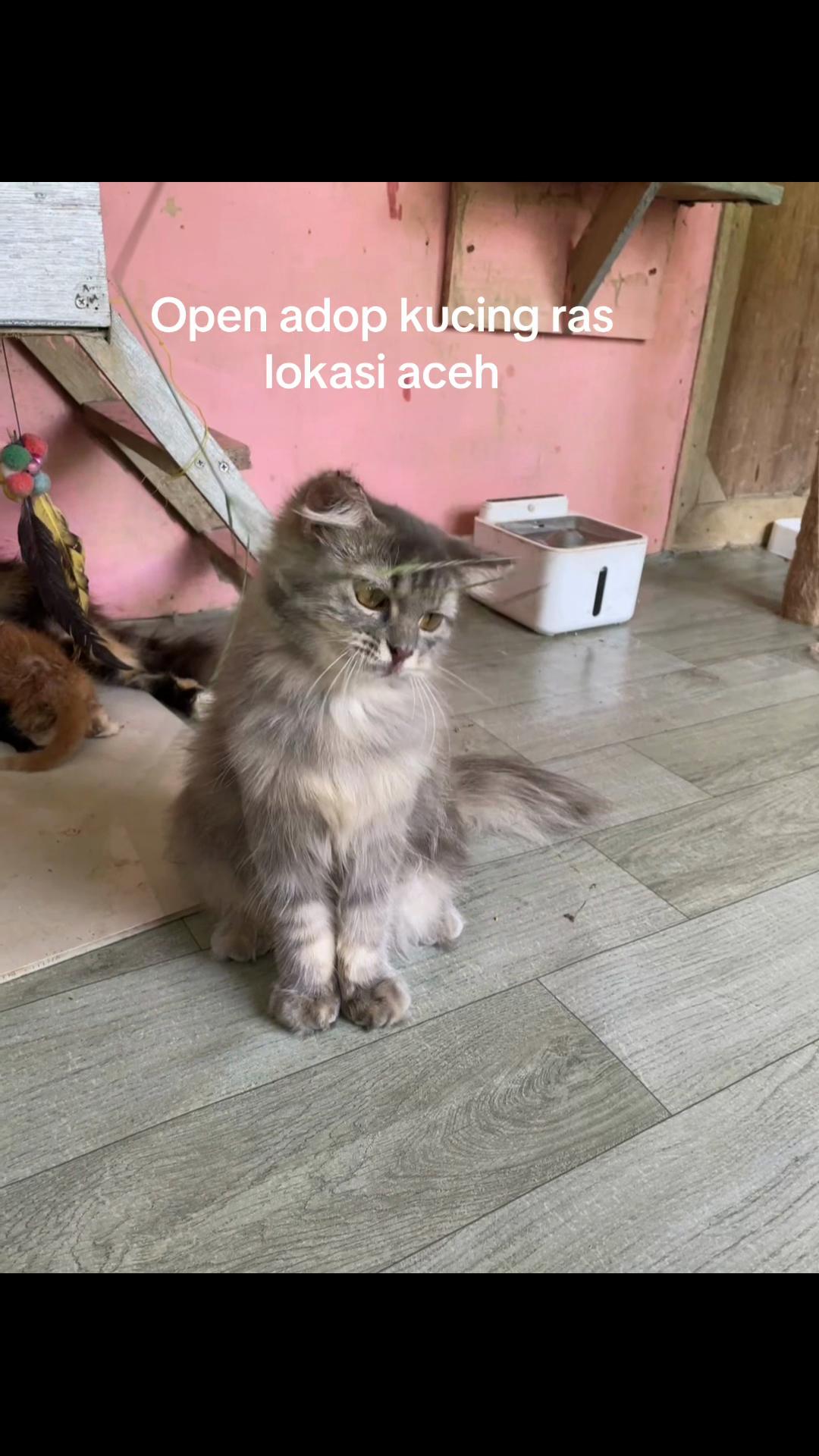 @Meow family