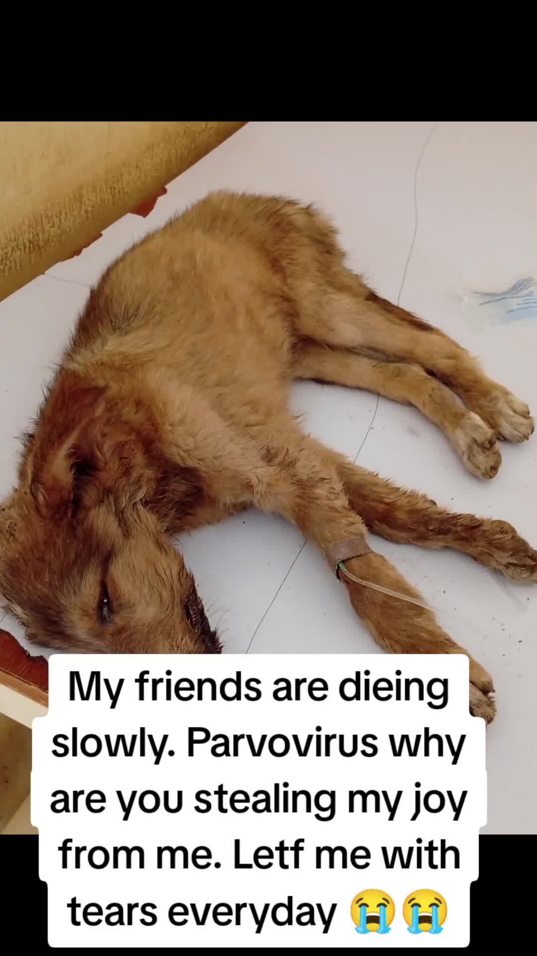 @Animal Welfare