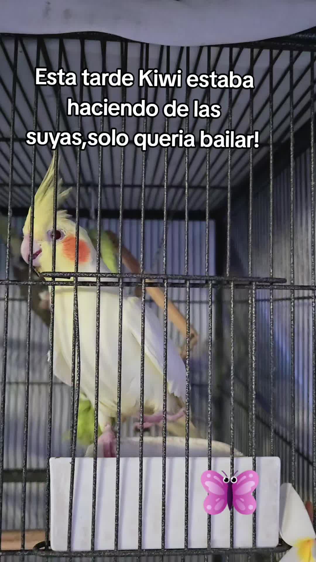 @Sueños de Mariposa 🦋