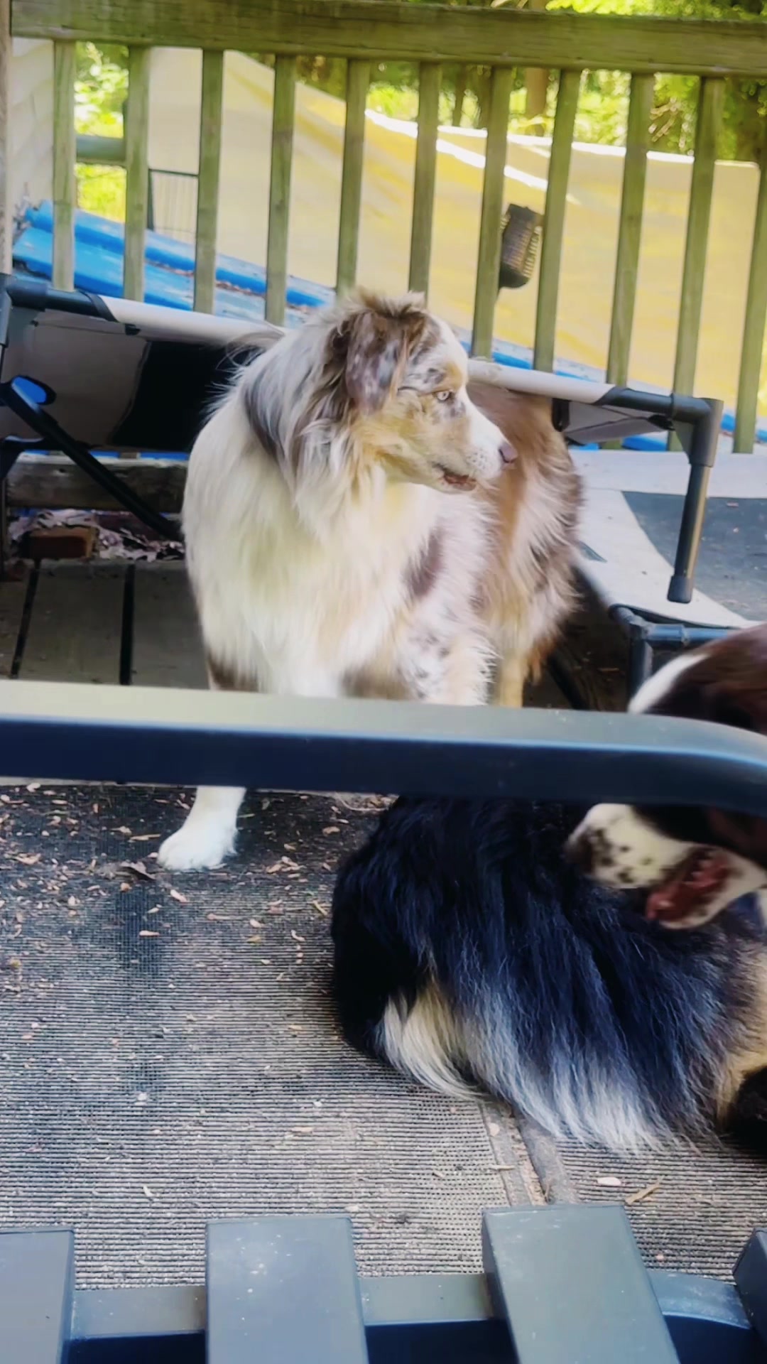 @Herding dog mom