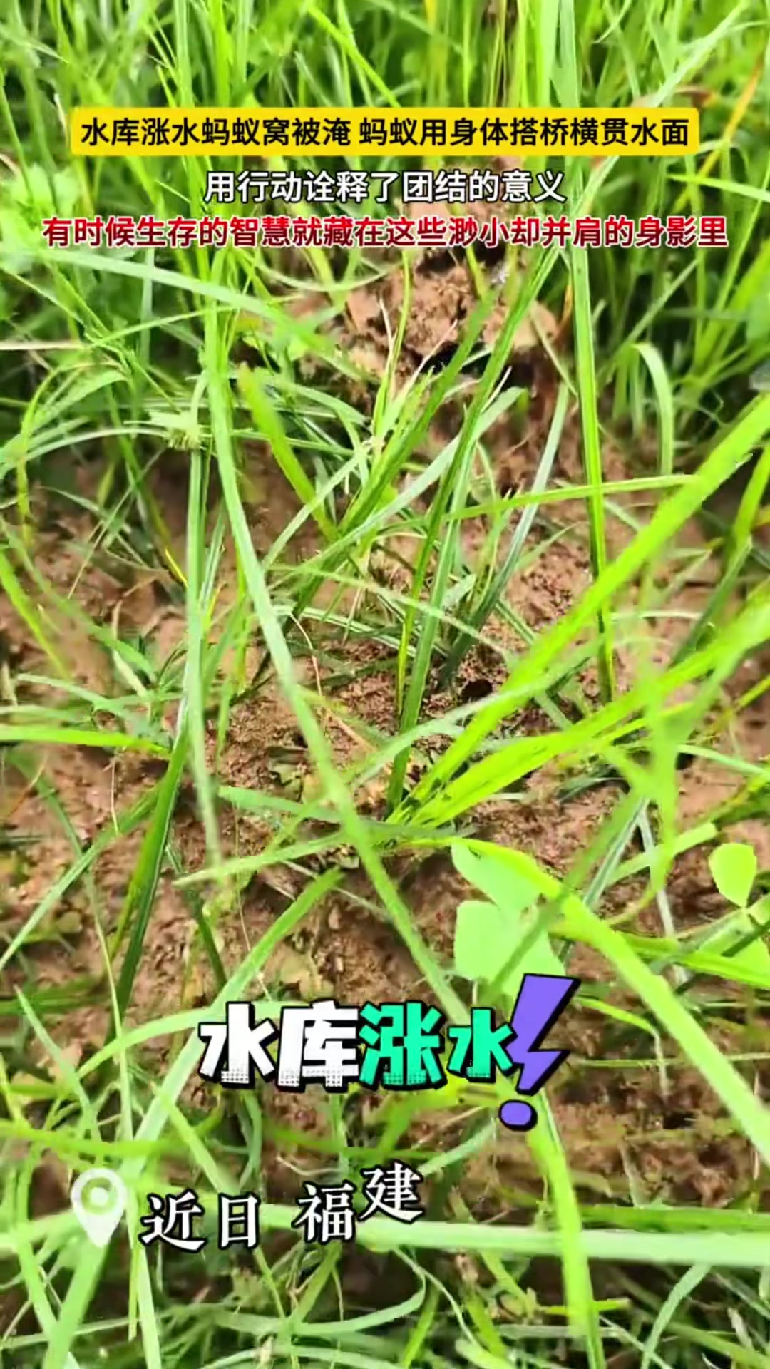 @中国蓝国际