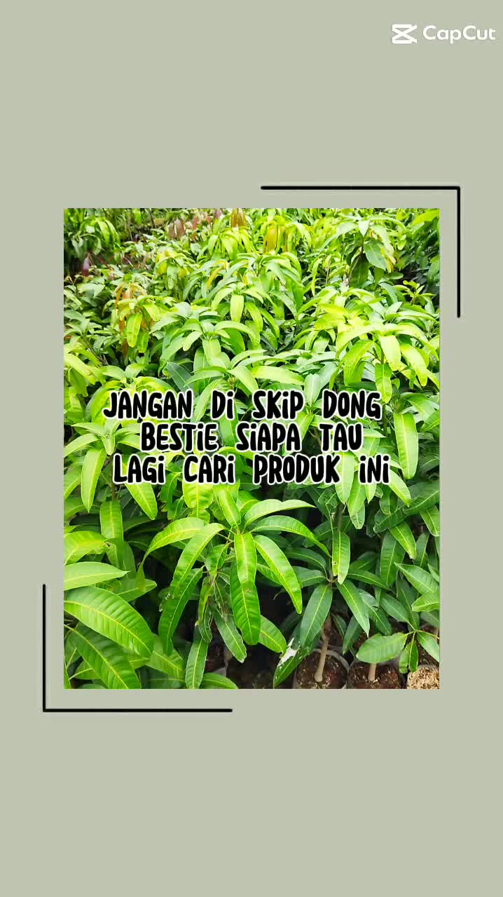 @Rayyan Bibit unggul