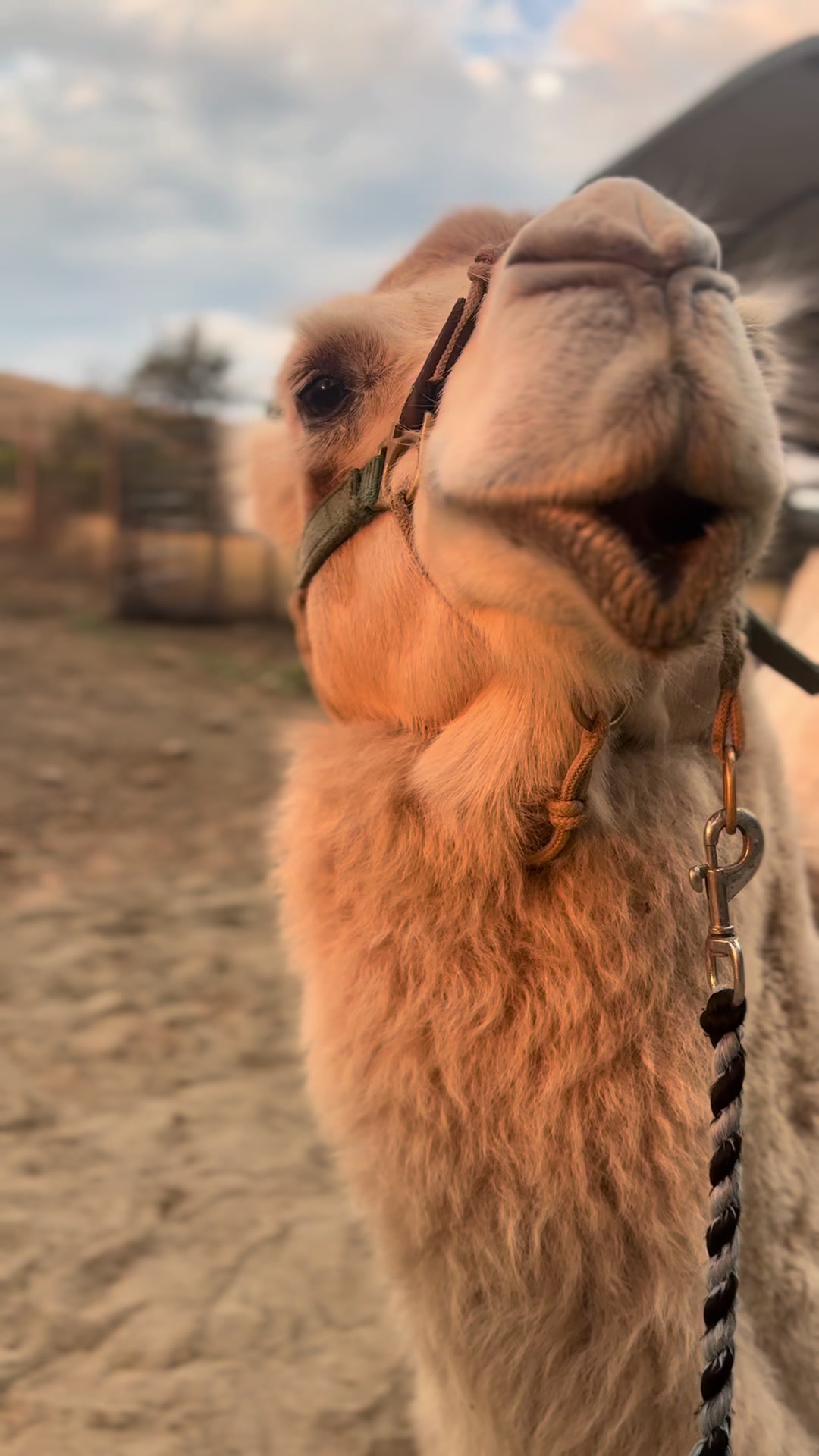 @MayhemTheCamel