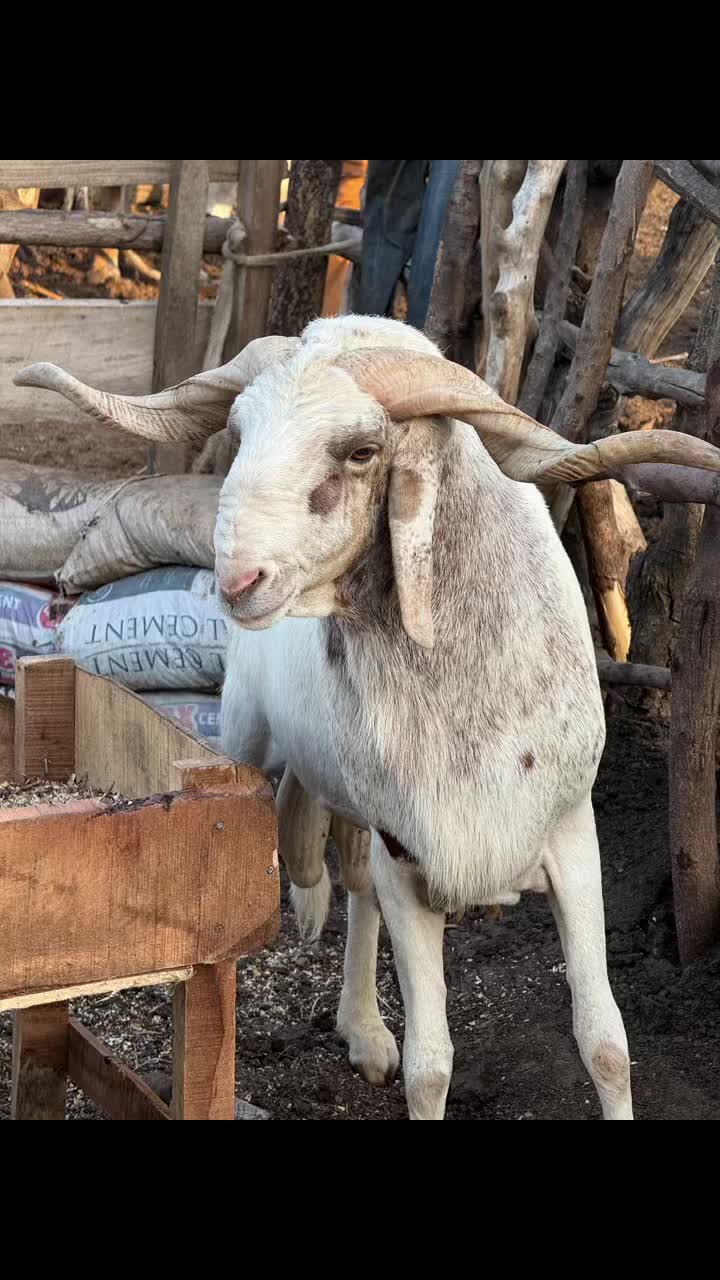 @Hajj_Boluwatife