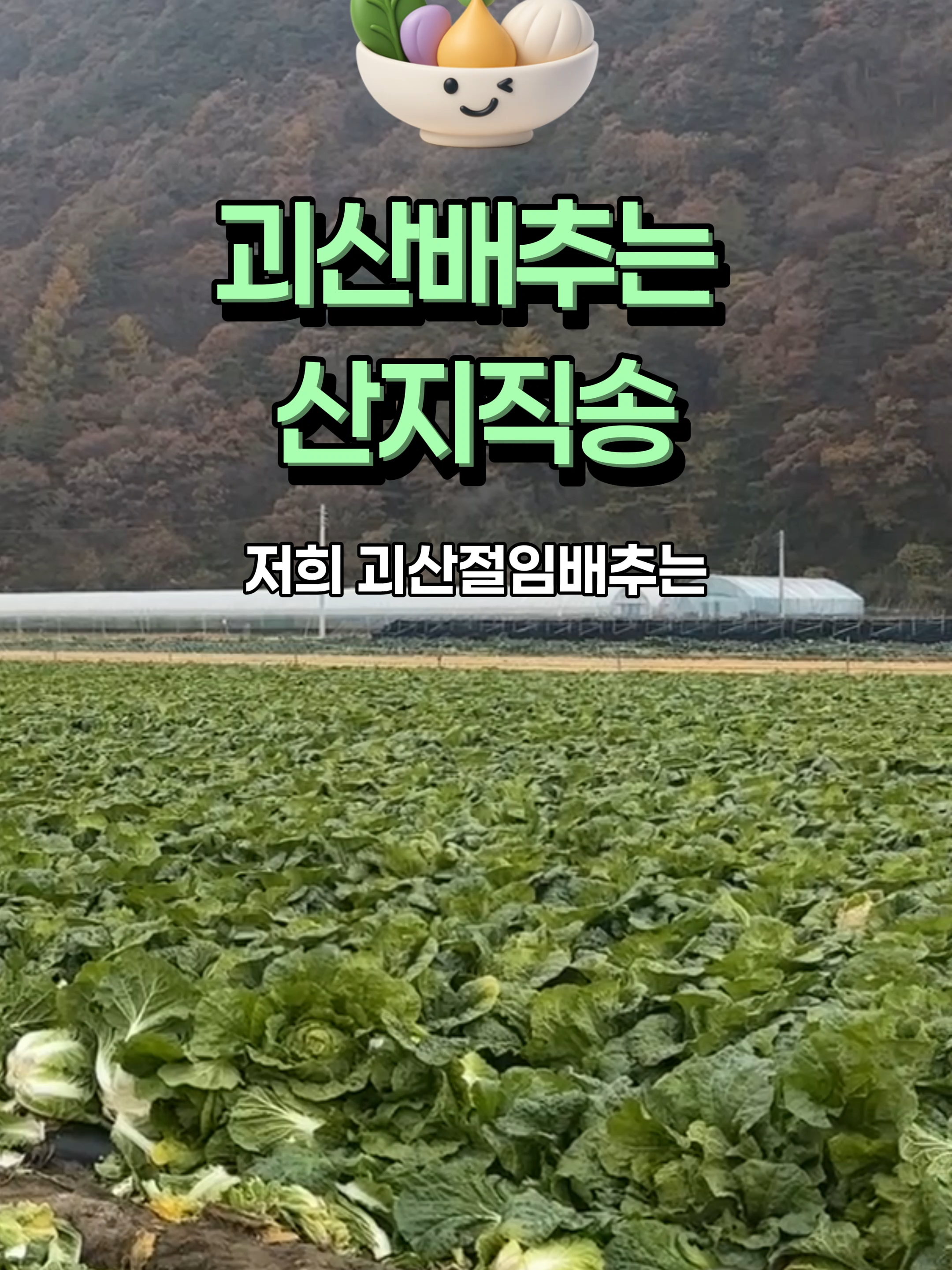 @아삭-괴산절임배추