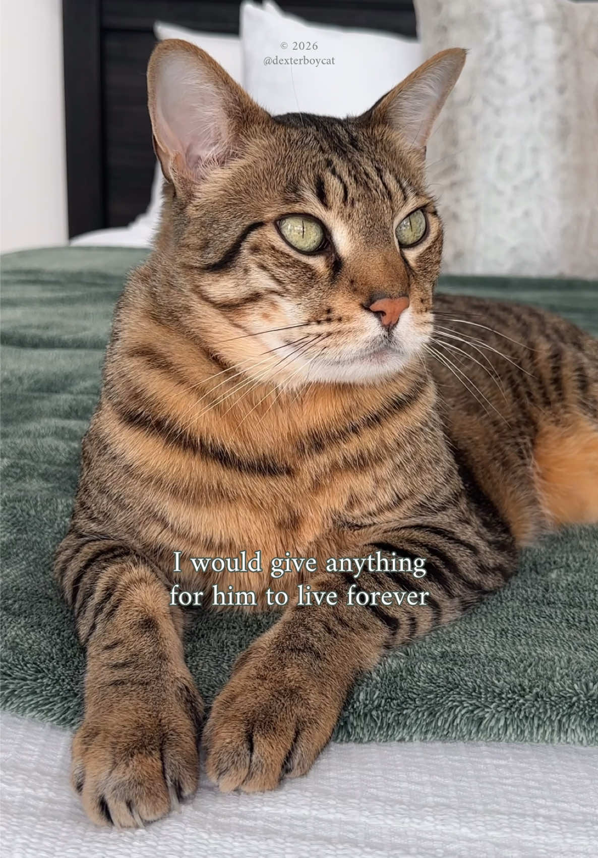 @dexterboycat 🐆♥️