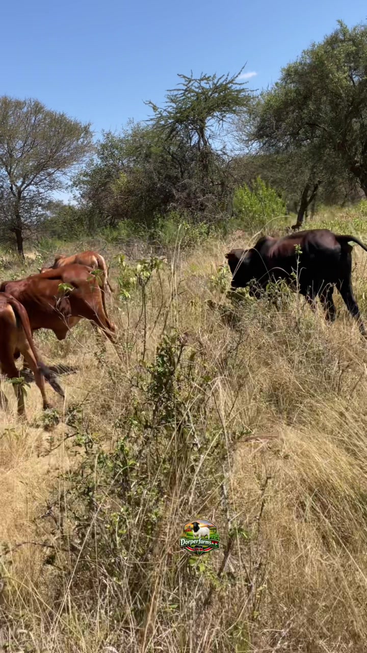 @DorperfarmsKE