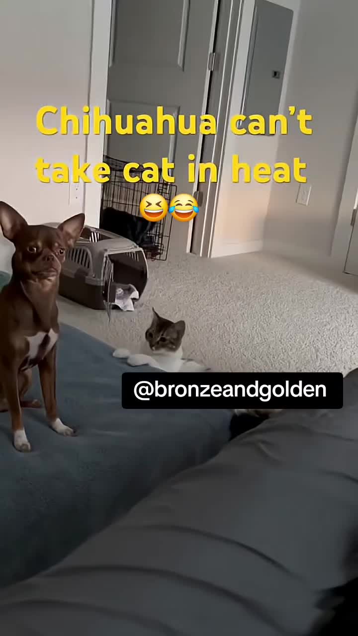 @Bronze & Golden's Apparel