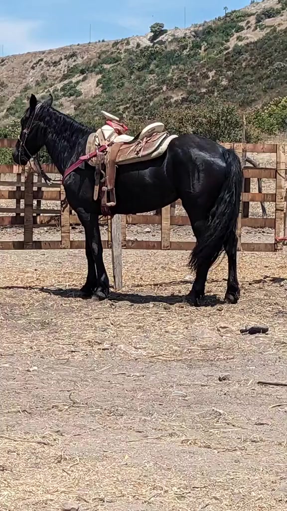 @✨🐎HÈCTOR🐎✨