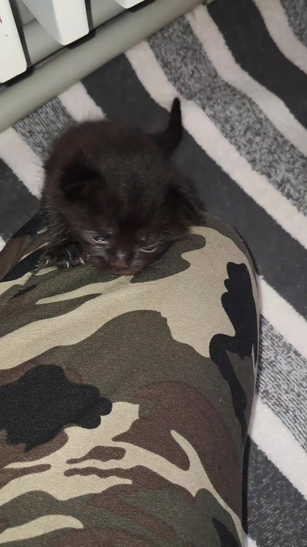 @Коти з Харківщини