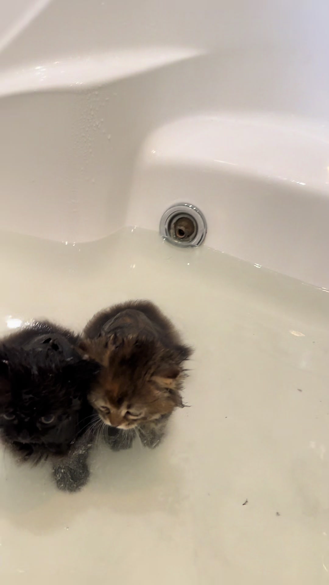 @cat.sheri.kittens