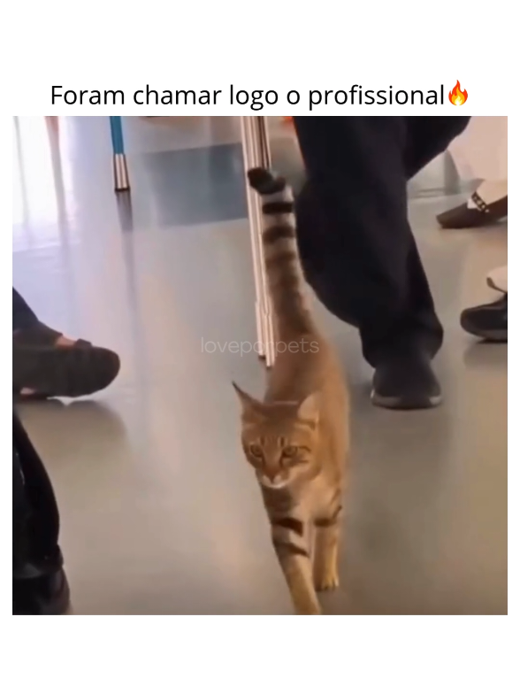 @LOVE POR PETS