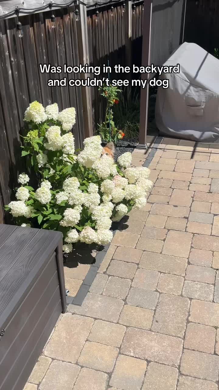 @hudsonthefluffycorgi