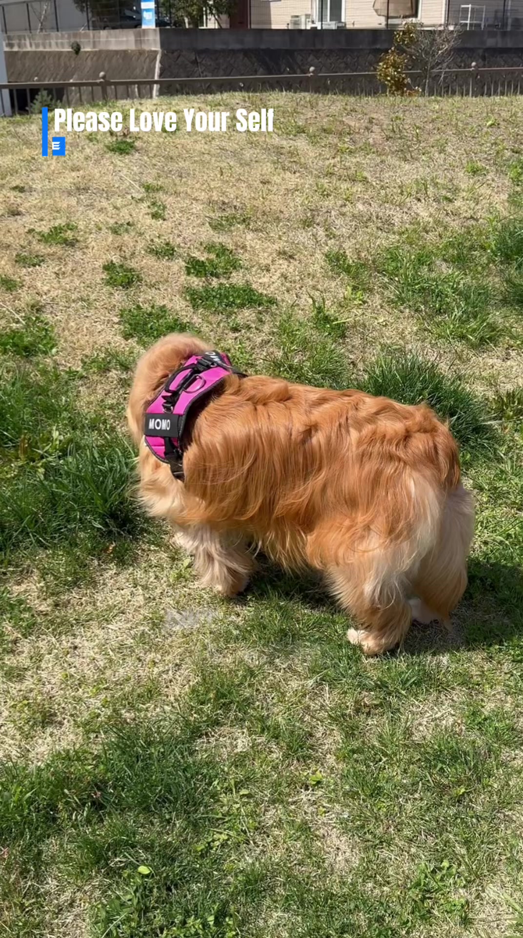 @ACIKA🇯🇵🇲🇨MOMO🍑🐶