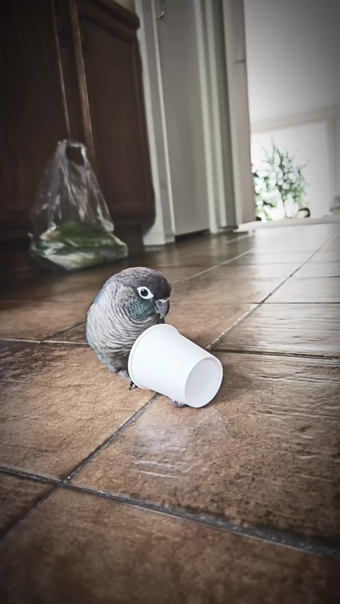 @auraful_animals