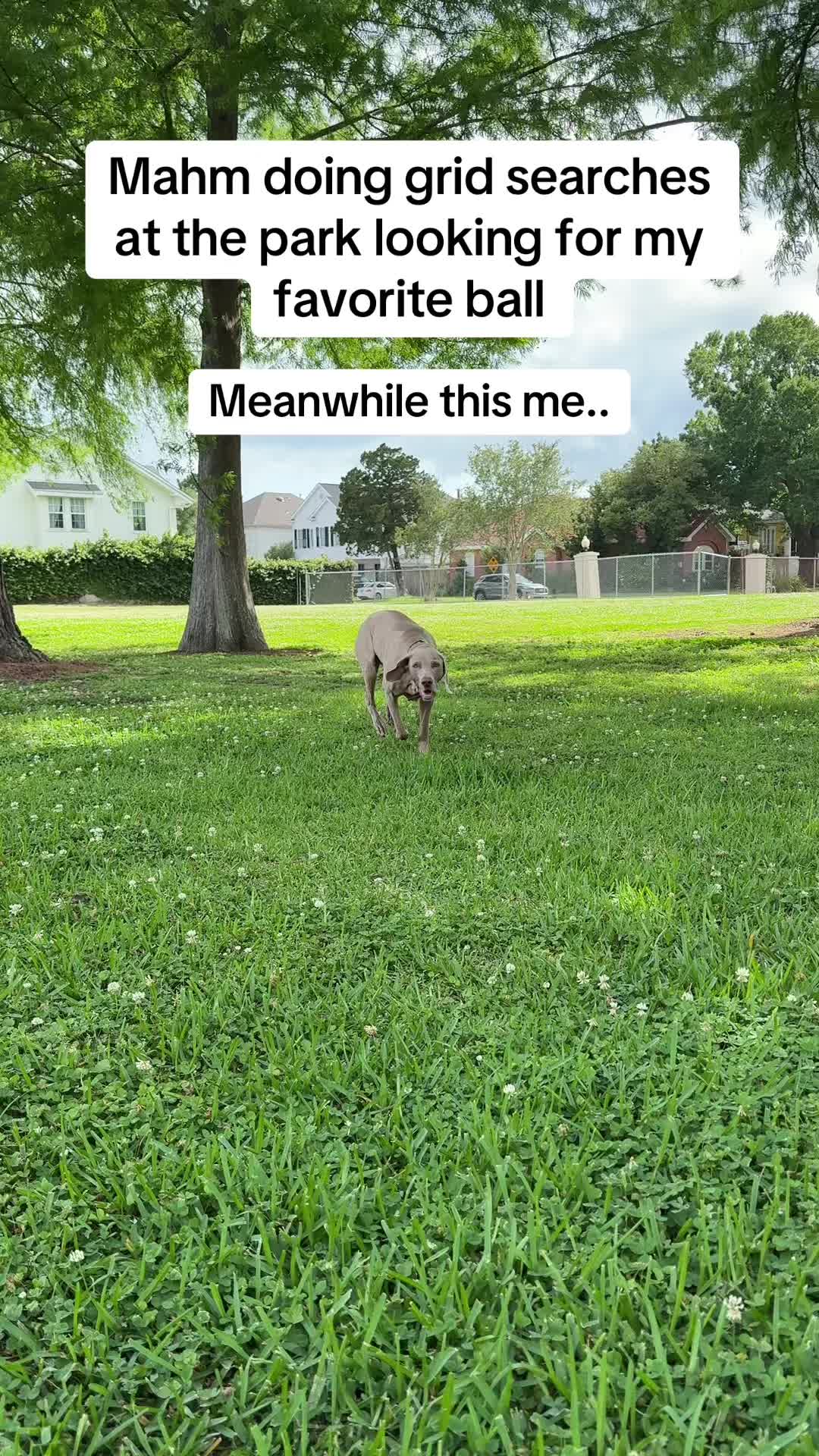 @Zoey the Weim