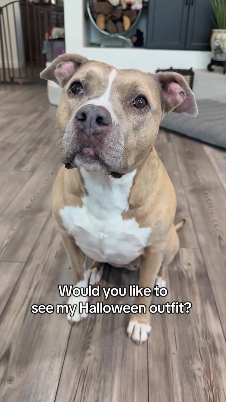 @Indie.pittie
