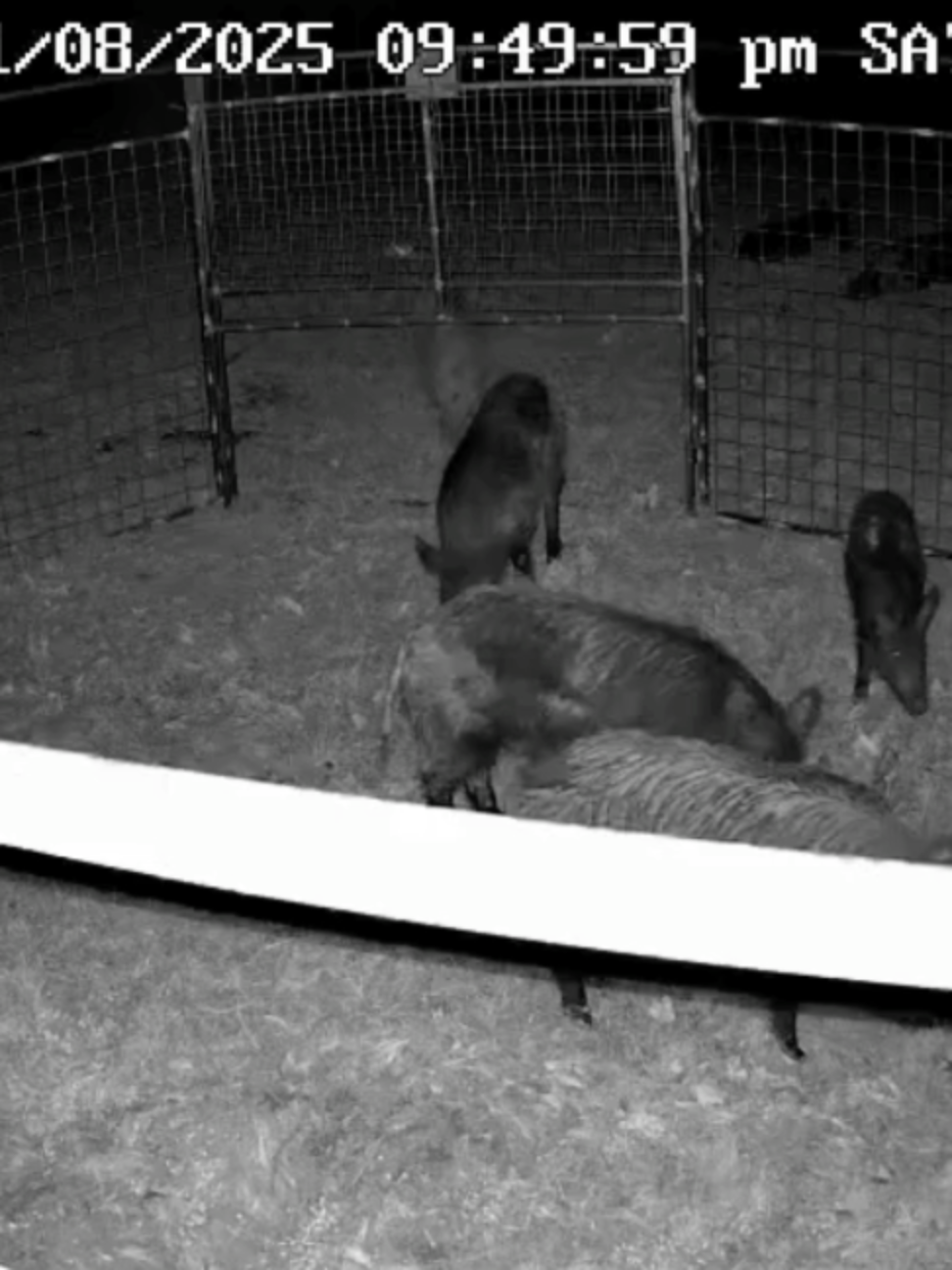 @Hog Brothers Custom Hog Traps