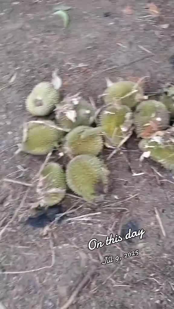 @arulalfan8