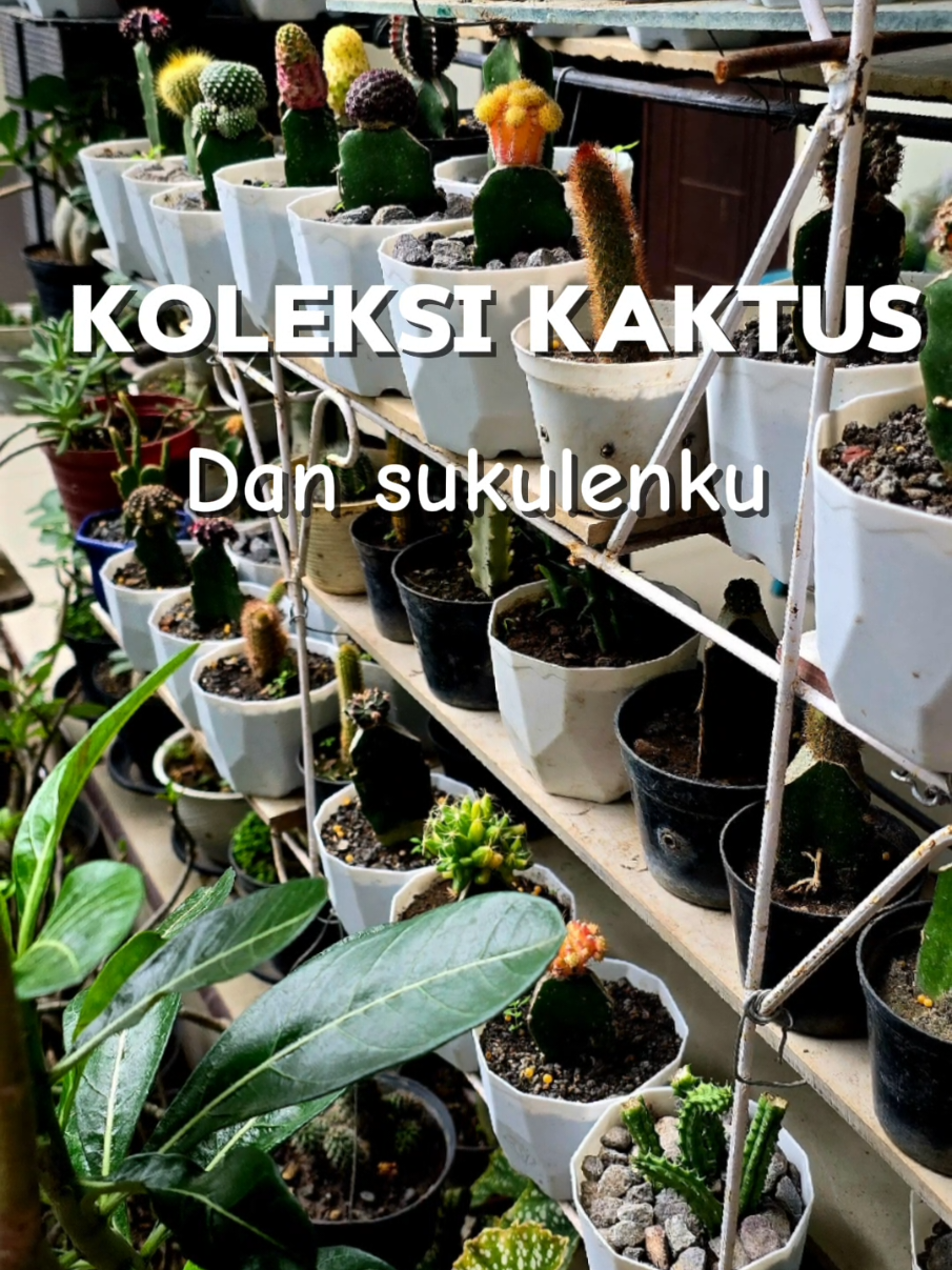 @Kupu kupu Orange