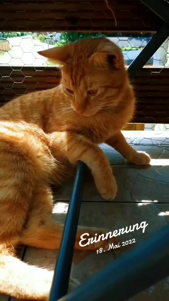 @😸 Alex 😸