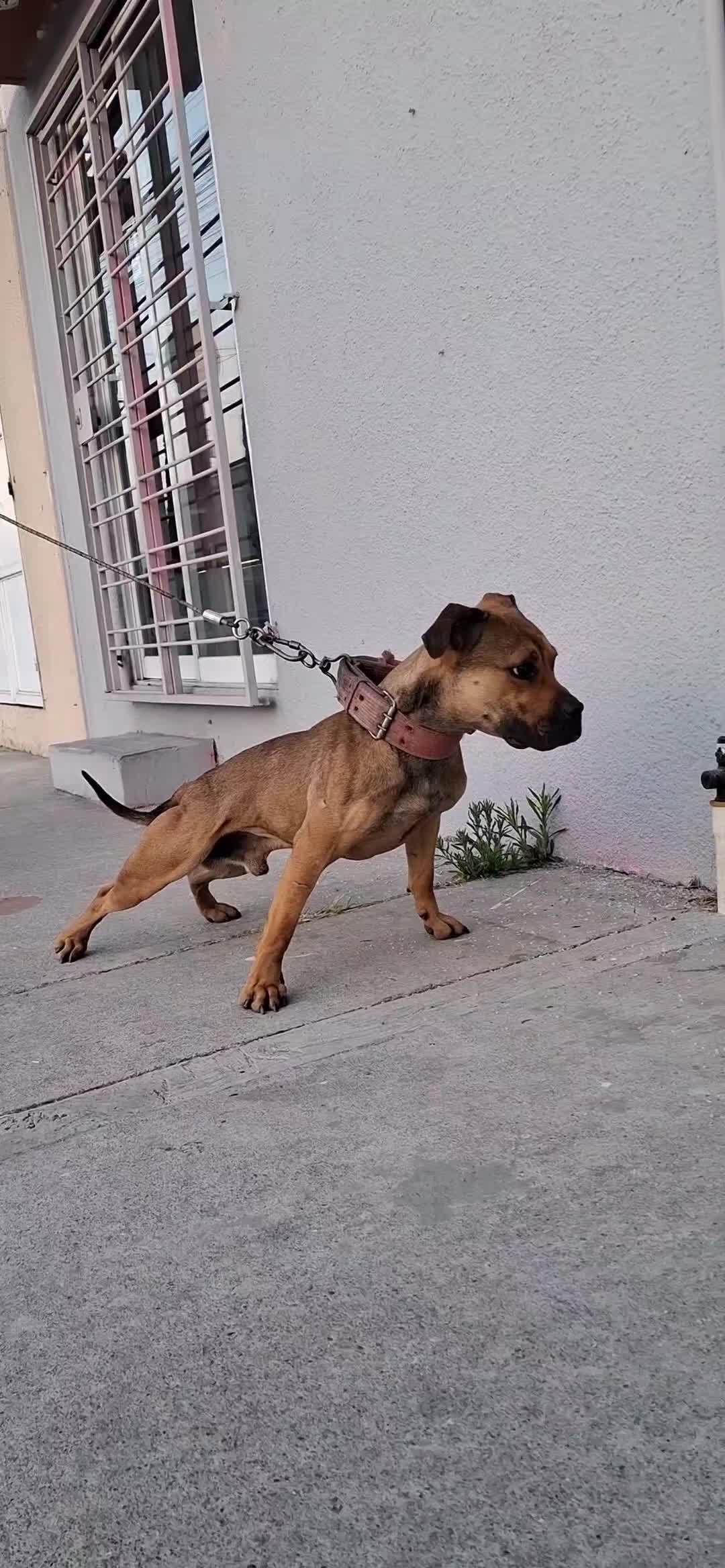 @TrueGamedogsMx214420