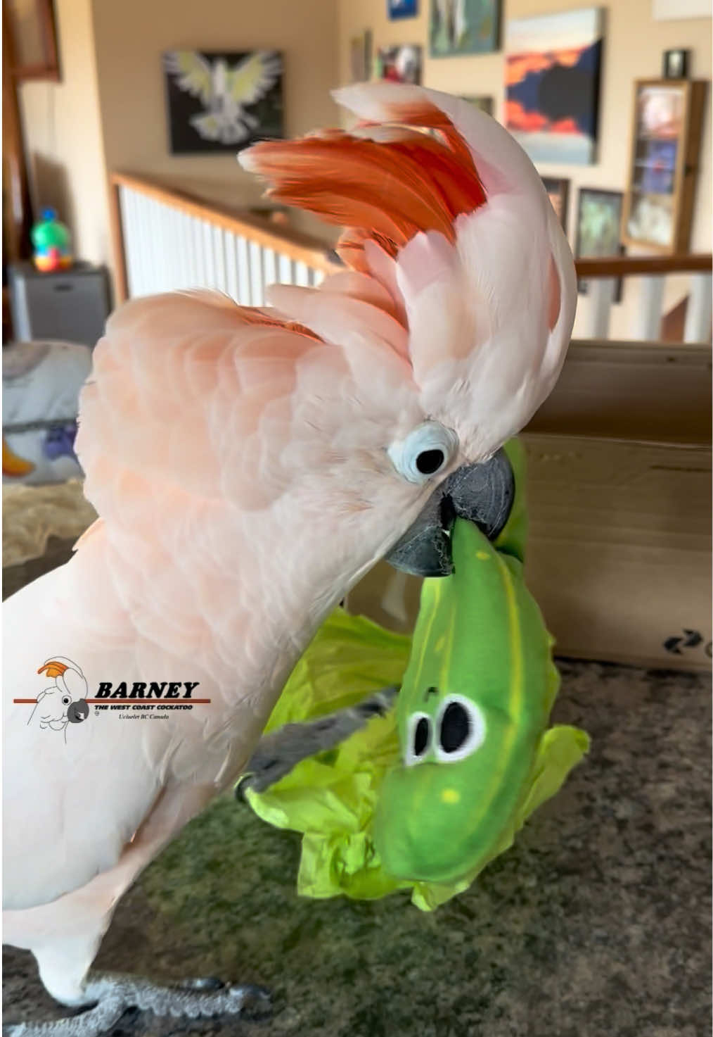 @Barney the West Coast Cockatoo