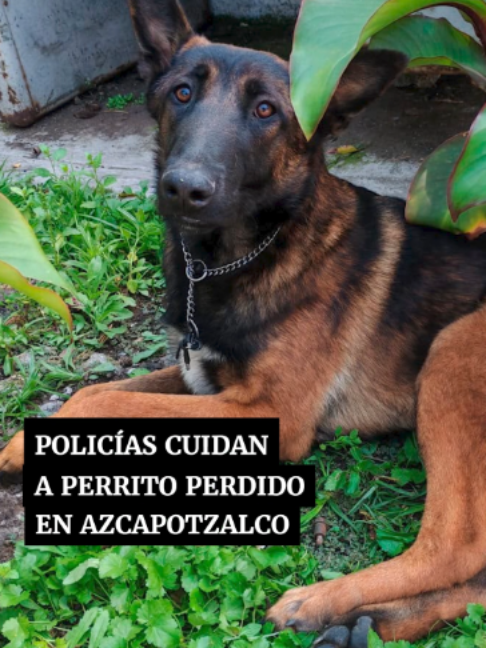 @Periódico Excélsior