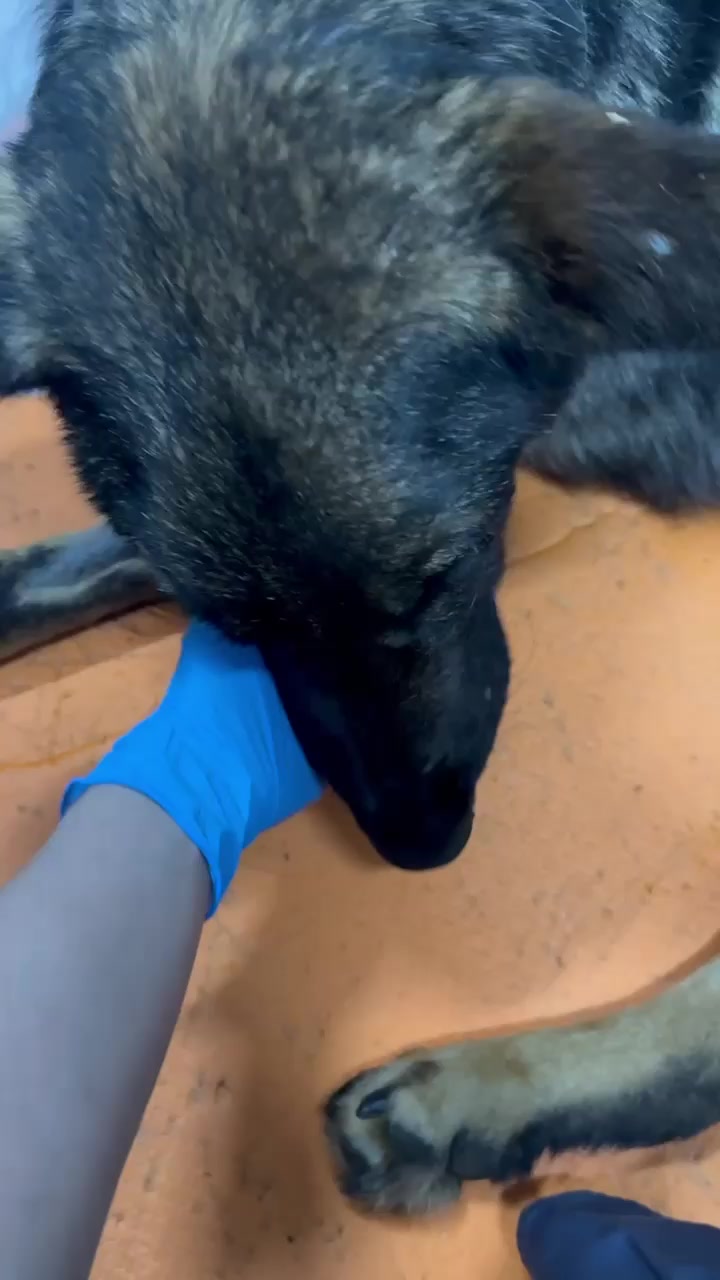 @Помощь животныи🫶🏻