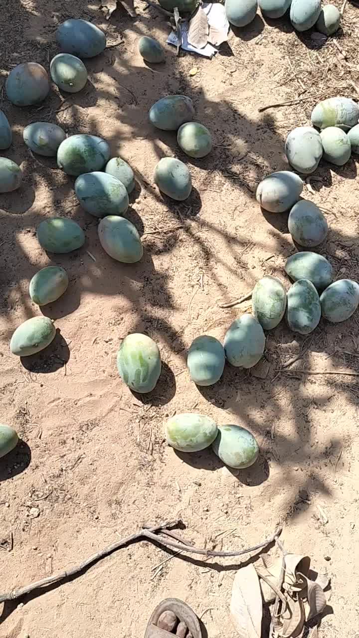 @احمد عمر