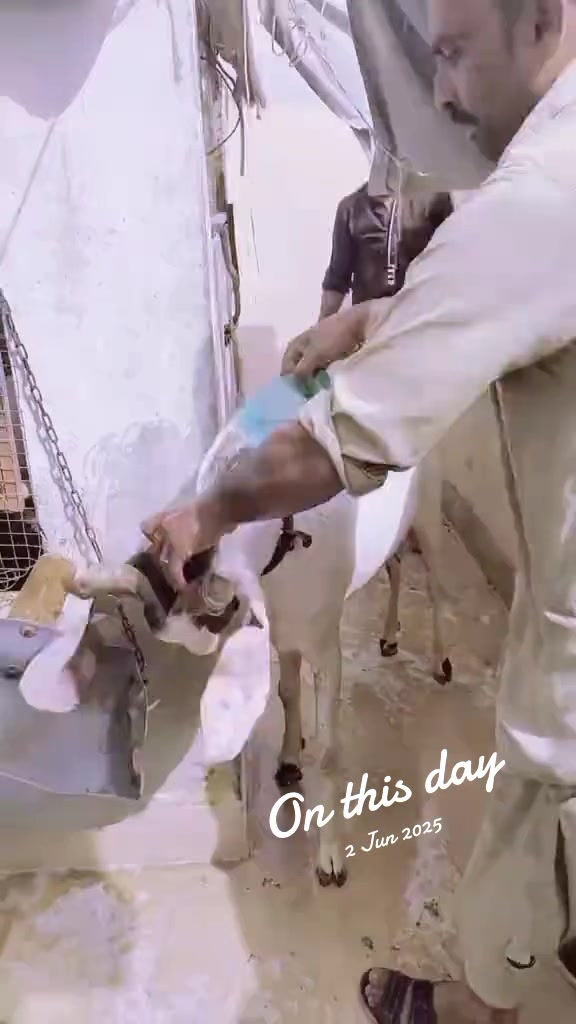 @Mustafa Goats