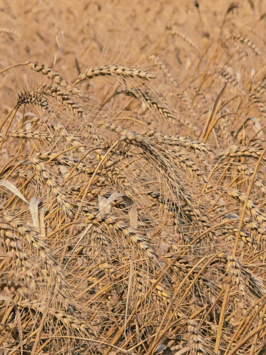 @Farmer ildırım