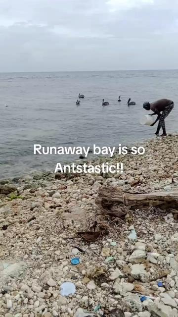 @ONE Ants
